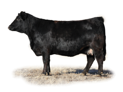 Fusion Cattle