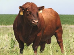 Red Angus Cattle