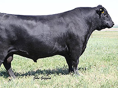 Angus Cattle