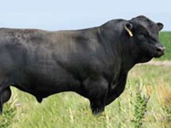 Simmental Cattle