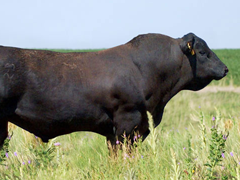 Balancer Cattle