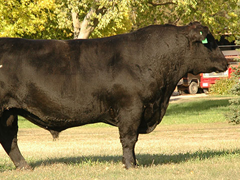 Simangus Cattle