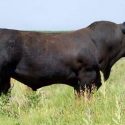 The Benefits of Balancer Cattle