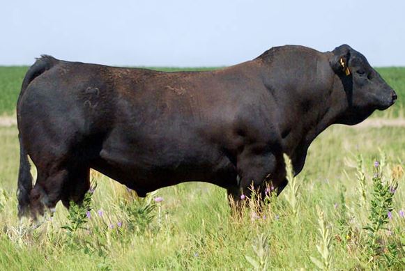 The Benefits of Balancer Cattle 