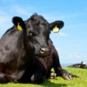 Cow Laying in Grass