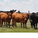 Cows in a Pasture