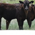 Cattle in a Pasture