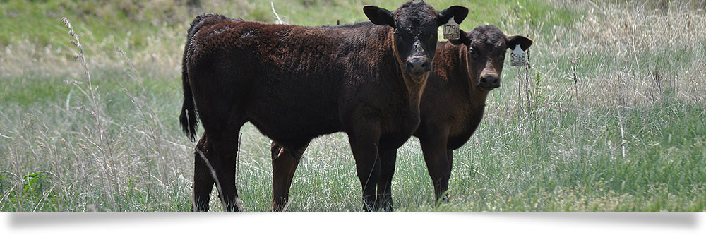 Cattle in a Pasture