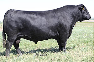 Black Angus Beef Cattle for Sale