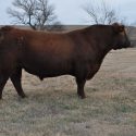 Cattle in Cold Temperatures