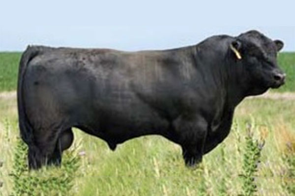 Gelbvieh Bulls & Breeding Cattle for Sale