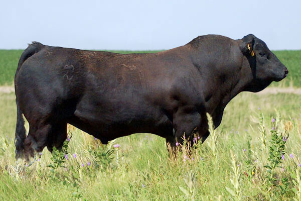 Balancer Bulls & Cattle for Sale