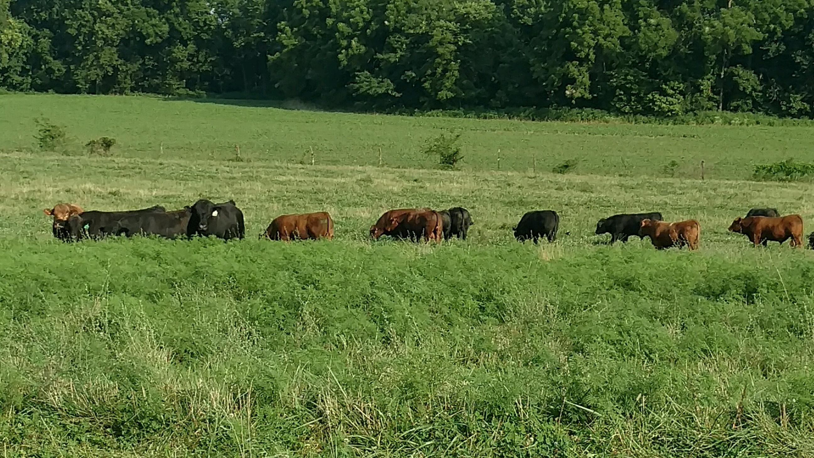 Flying H Cattle in Field