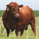 Cattle in a Pasture