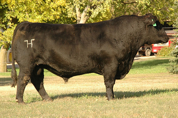 Simangus Bulls for Sale