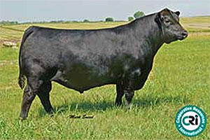 Angus Cattle & Bulls for Sale
