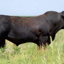 Balancer Cattle