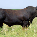 Different Types of Cattle Breeds