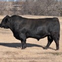 Standards for Breeding Herd Bulls