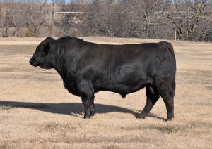 Herd Bull Standards