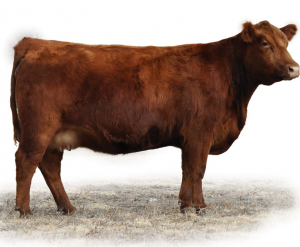 Breeding Female Cattle 