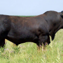 Reducing Cattle Feeding Costs