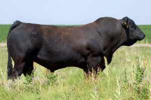 Feeding Cattle