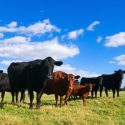 Preventing Pasture Bloat