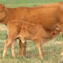 Calving Ease Guaranteed