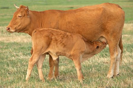 Calving Ease Guaranteed