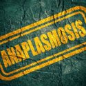 Anaplasmosis from Ticks