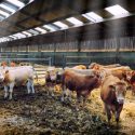 Cattle in a Barn