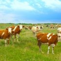 Fertilizing your Grazing Fields