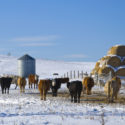 Cattle in Winter