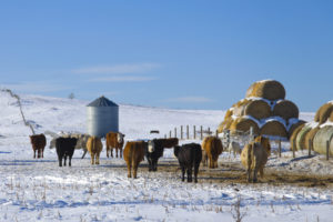 Cattle Winter