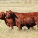 USDA Publishes Genomic Database of U.S. Beef Cattle