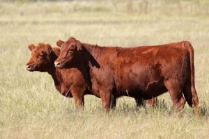 USDA Publishes Genomic Database of U.S. Beef Cattle
