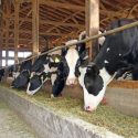 Cows Grazing in a Cowshed