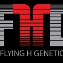 Flying H Genetics