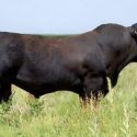 Size Matters with Cattle