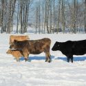 Cattle in Winter