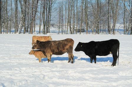 Cattle in Winter 