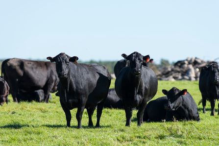 Raising Cattle 