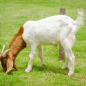 Goats on Cattle Ranches