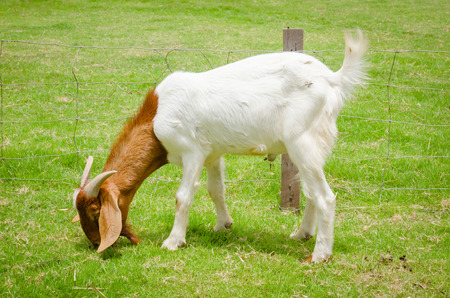 Goats on Cattle Ranches