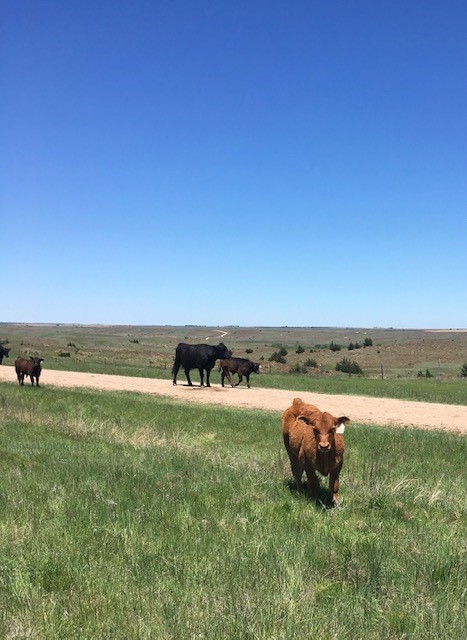 Beef Production