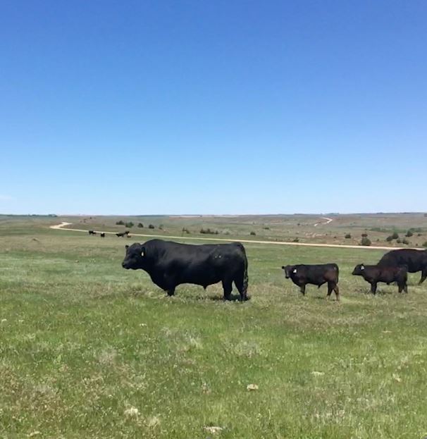 Keeping Calves Healthy