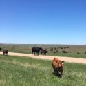 Sustainable Ranching